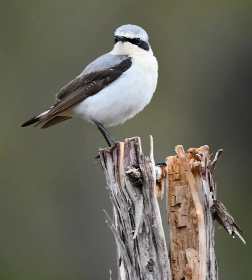 IZALCO, S.Coop - Trabajos forestales y agrícolas