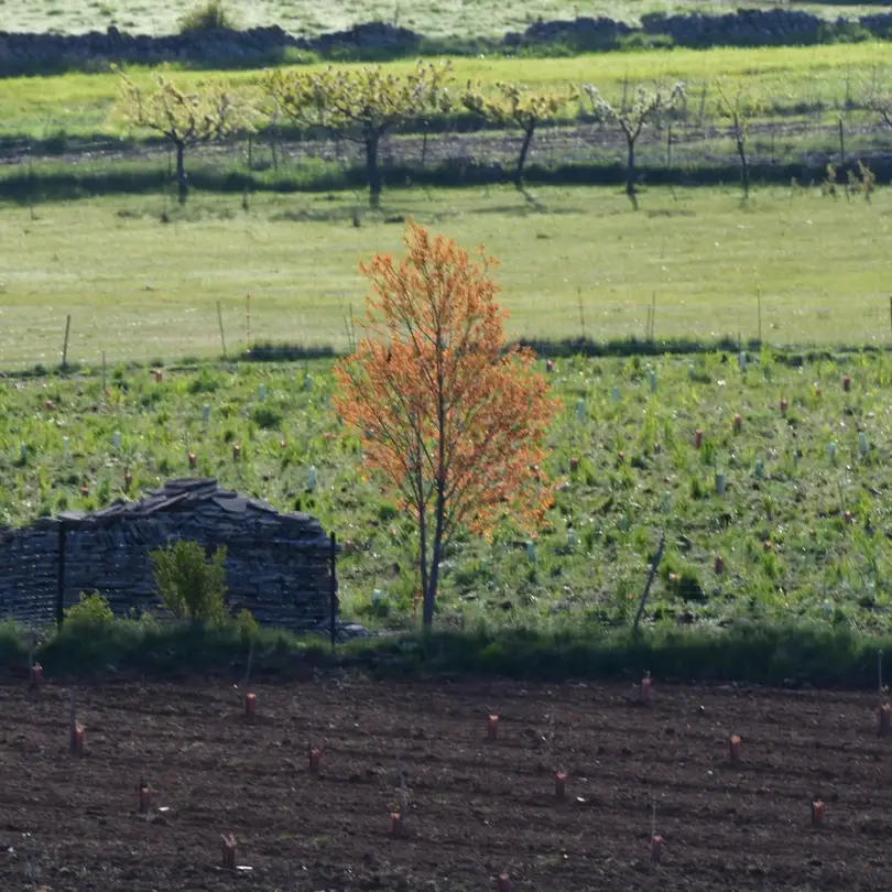 Servicios Agroganaderos - IZALCO S.Coop
