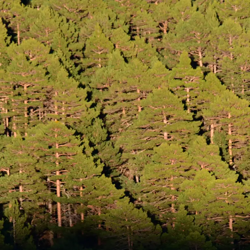 Trabajos Forestales - IZALCO S.Coop