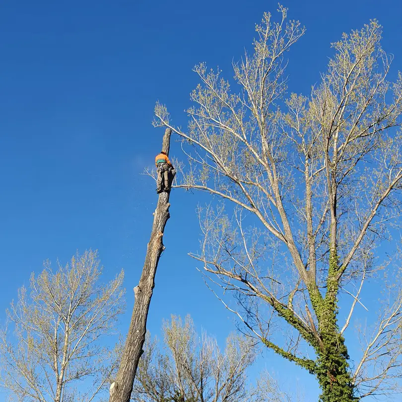 Poda en Altura - IZALCO S.Coop