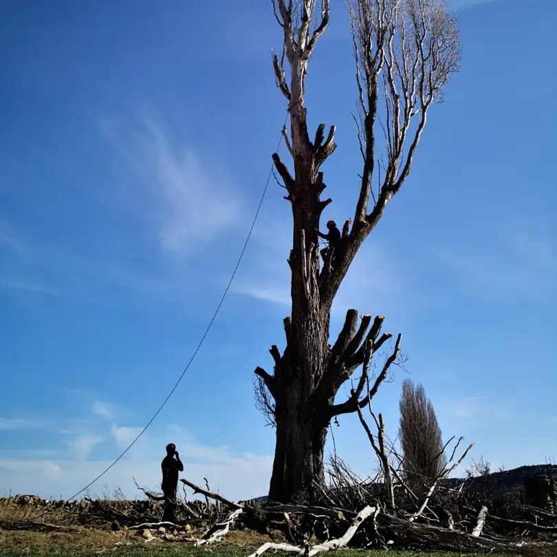 Tala Controlada - IZALCO S.Coop